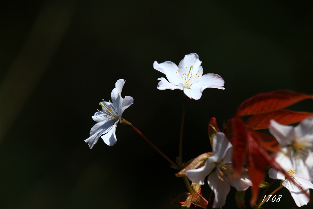 山桜