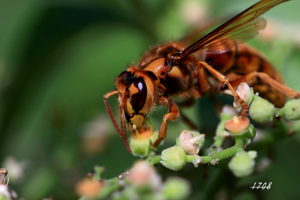 キイロスズメバチ２