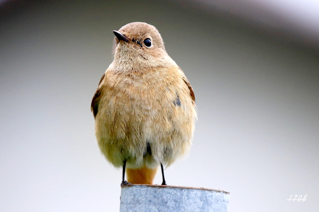 ジョウビタキ・メス