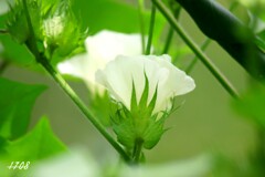 綿花