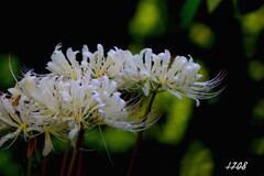 白花
