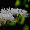 白花