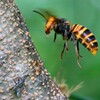 今季初の働きバチ