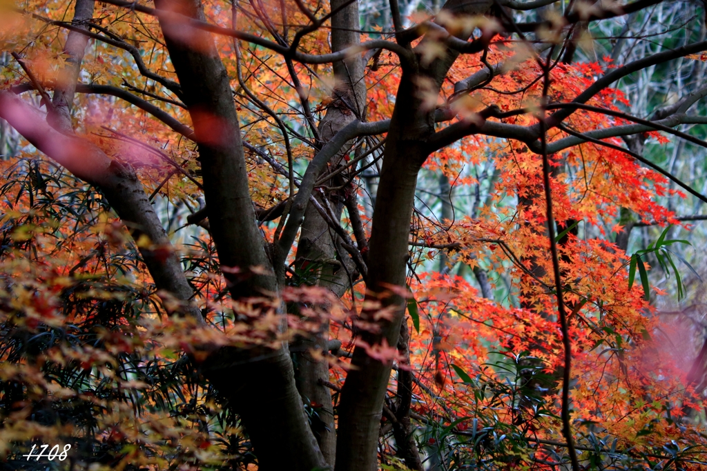 里山の紅葉 1/2