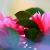 山茶花