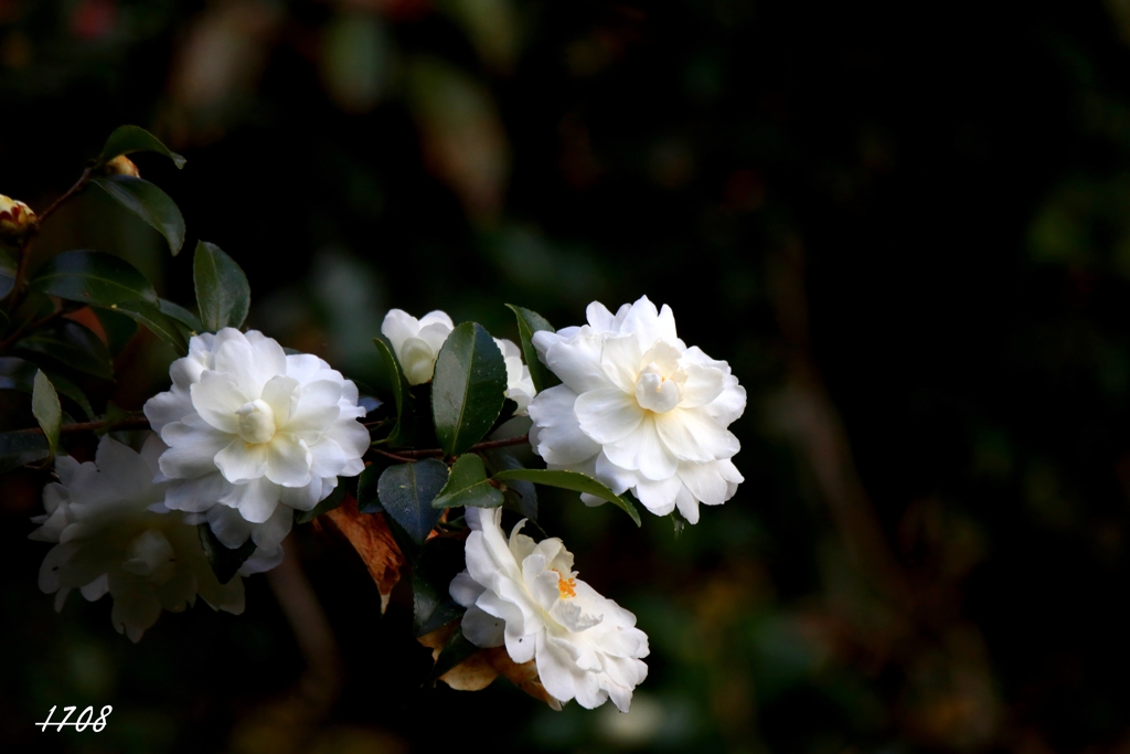 里山の山茶花