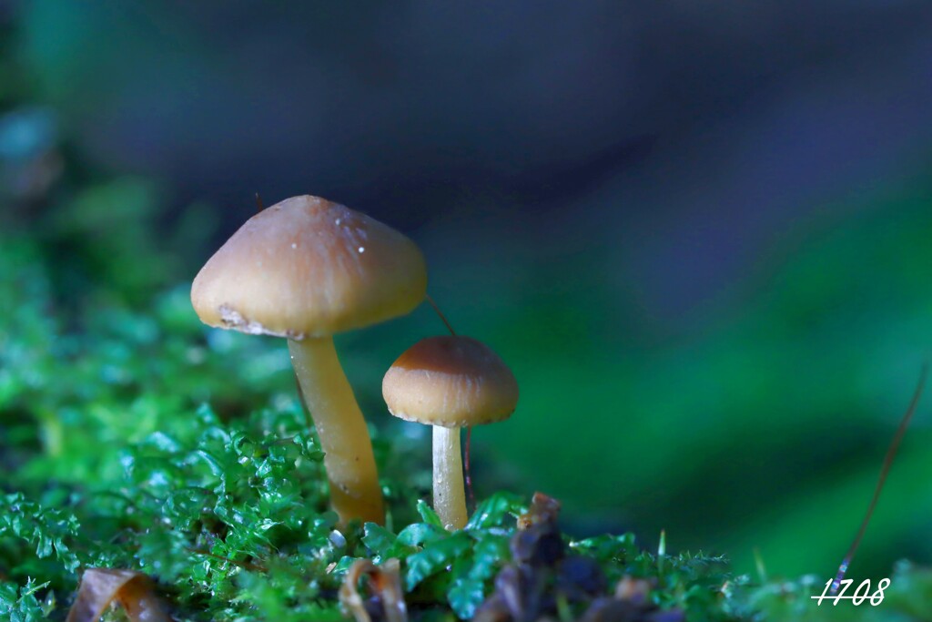 苔の世界 ２０２６ー４（キノコ）