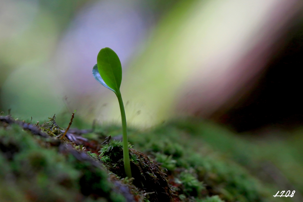 苔の世界 11（発芽）