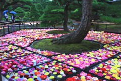 池泉天竺牡丹