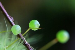 苔の世界２５－３０（タマゴケ）