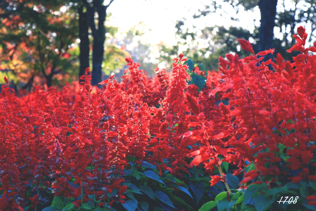 秋の紅葉と花 3/3