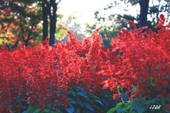 秋の紅葉と花 3/3