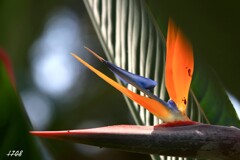 極楽鳥花