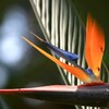 極楽鳥花