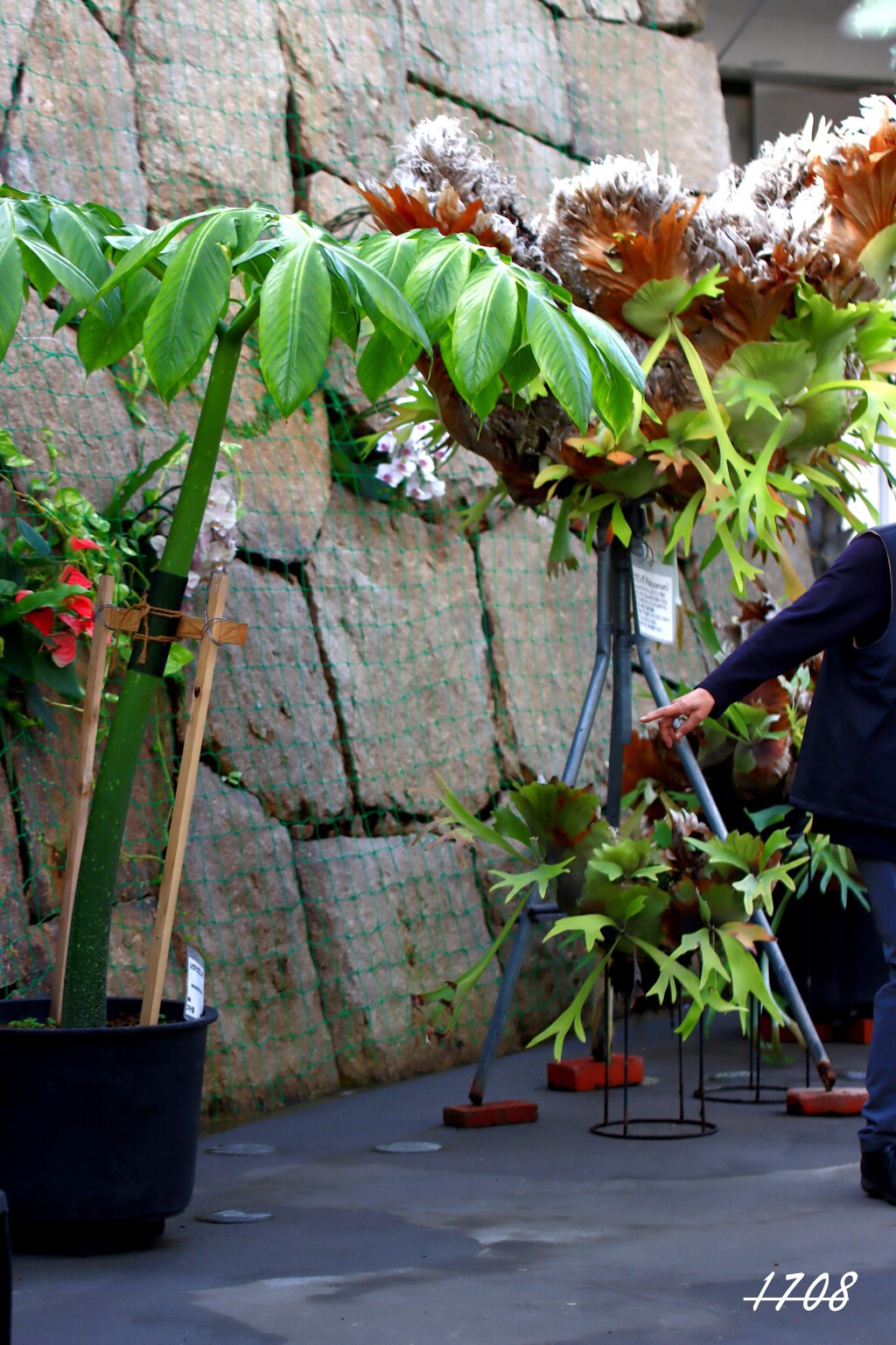 巨大こんにゃく