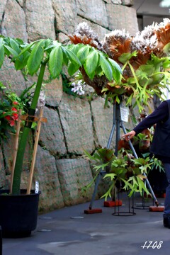 巨大こんにゃく