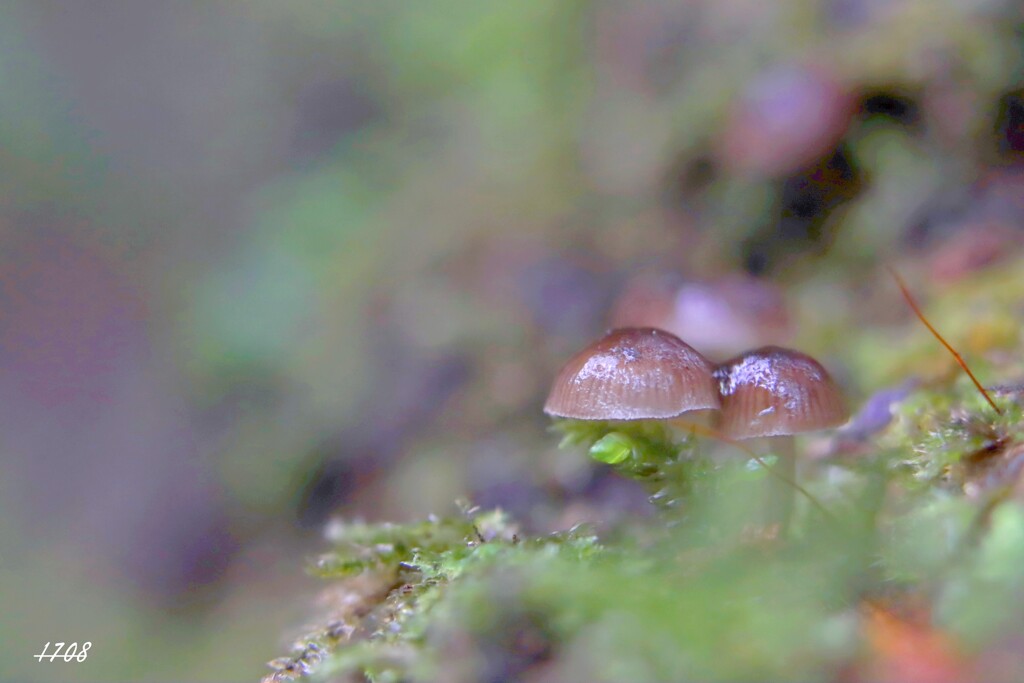 苔の世界 ２０２６－２４（きのこ）