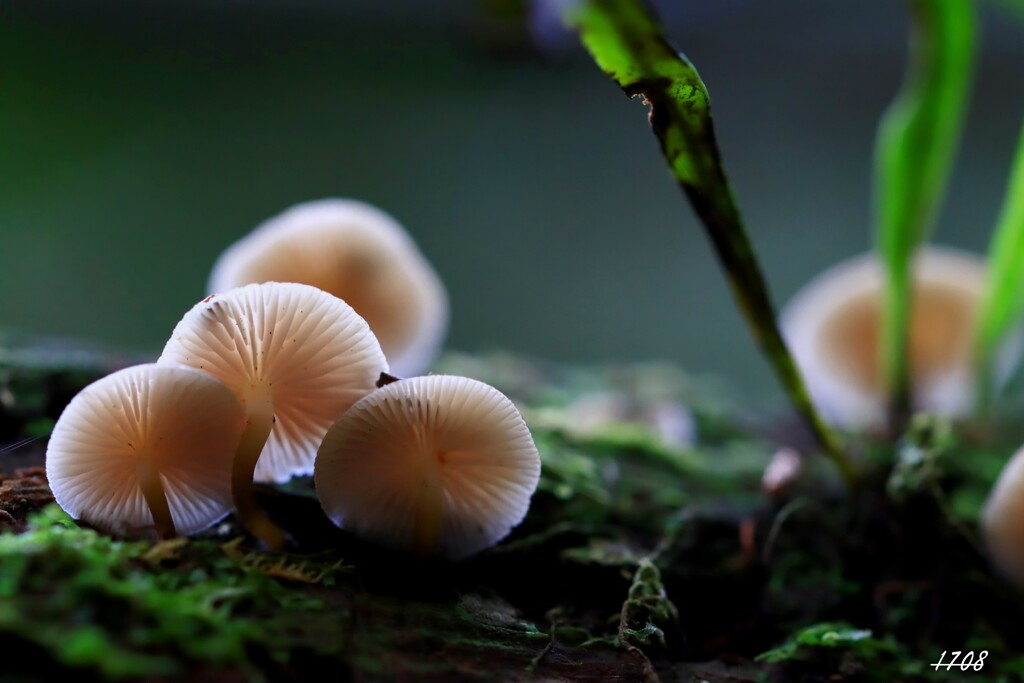 苔の世界 ２０２６ー１４（キノコ）