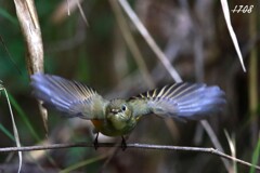 里山のルリビタキ 2/2