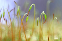 苔の世界２５－２７（胞子）