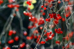 ヒヨドリジョウゴ