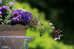 寄せ植え