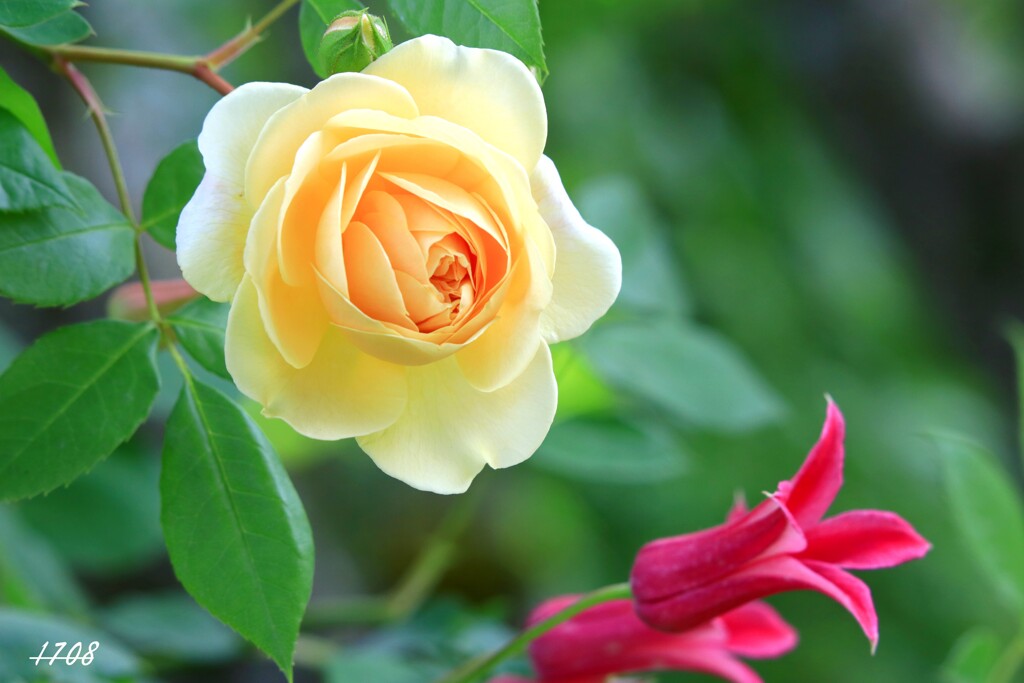 薔薇とクレマチス