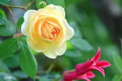 薔薇とクレマチス