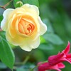 薔薇とクレマチス