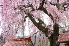 枝垂桜 2/2