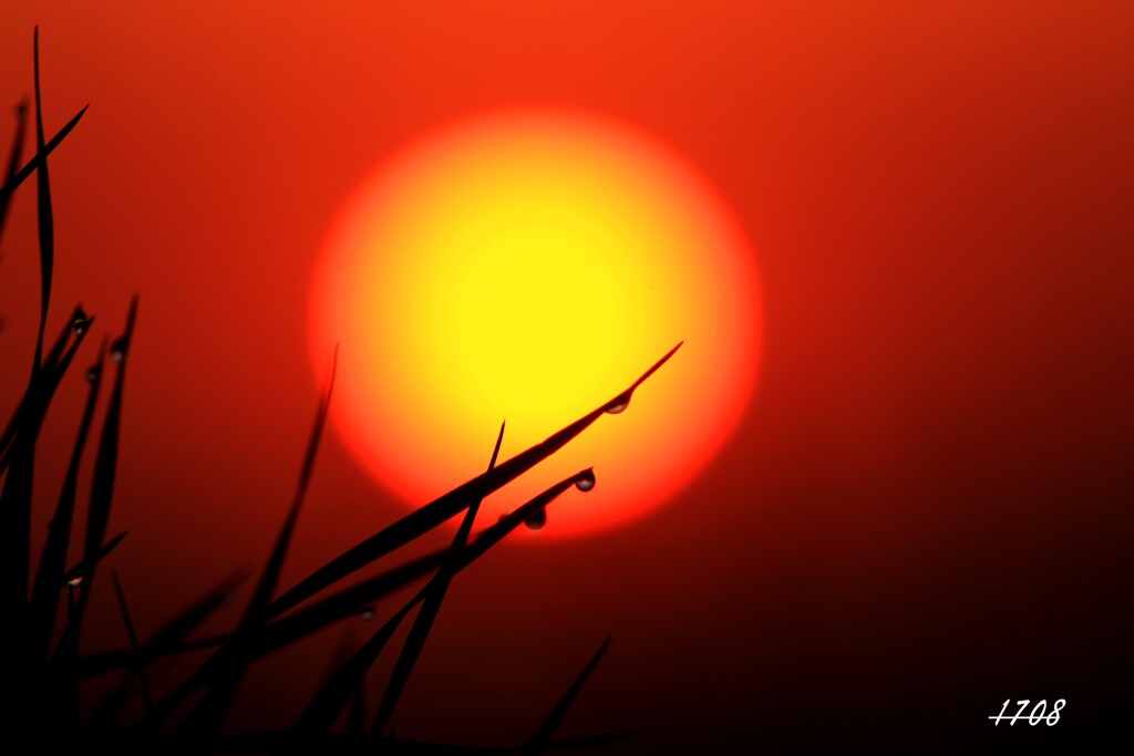 朝露