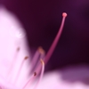 蕊