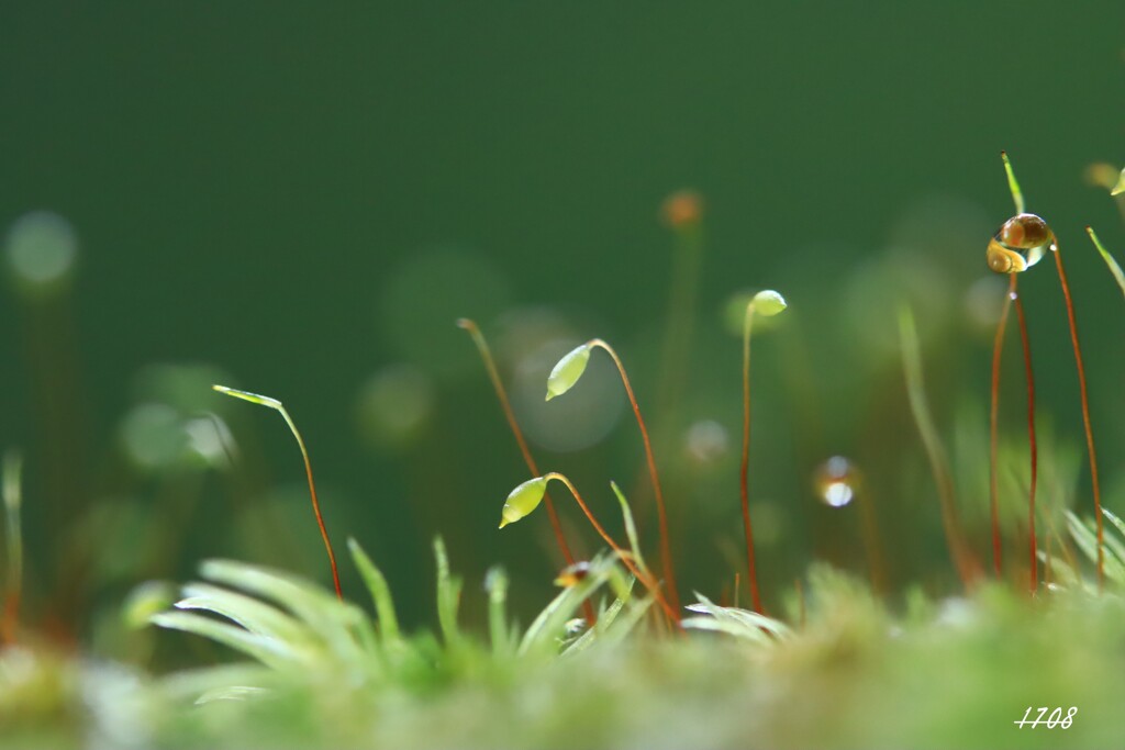 苔の世界 ２０２６－３６（胞子）