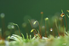 苔の世界 ２０２６－３６（胞子）