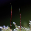 苔の世界15