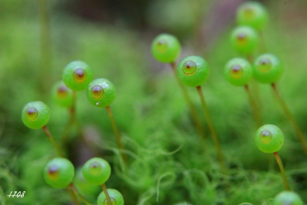 苔の世界 37（タマゴケ）