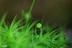 苔の世界２５－１７（タマゴケ）