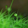 苔の世界２５－１７（タマゴケ）