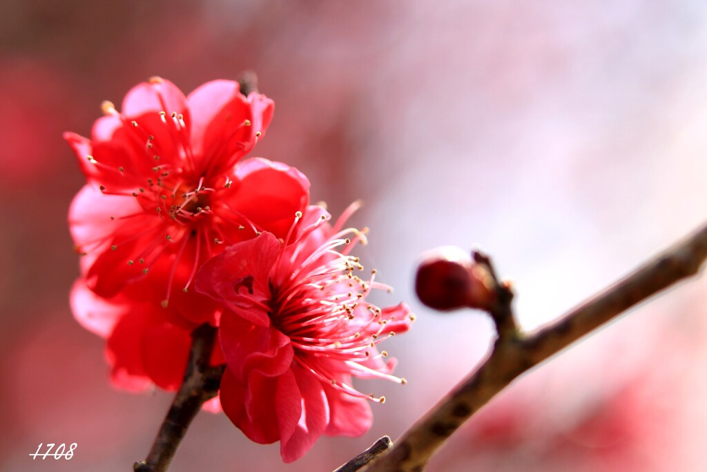 紅梅