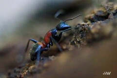 ムネアカオオアリ 2/2