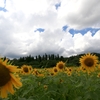 高原のヒマワリも少しお疲れ気味