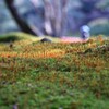 苔の世界 ２５－７（苔の庭園）