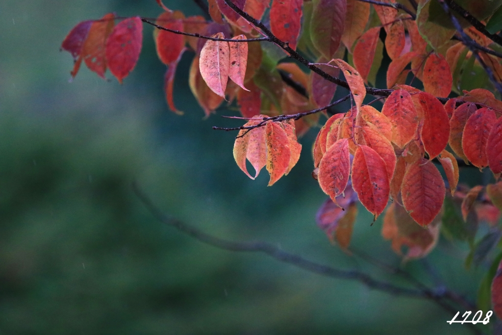 紅葉