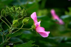 芙容 ２