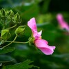 芙容 ２