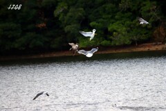 小魚の群れを追って