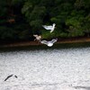 小魚の群れを追って