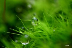 苔の世界 ２０２６－２３（雫）