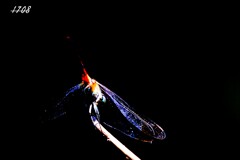 リスアカネ 1/2