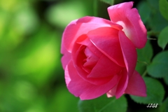薔薇